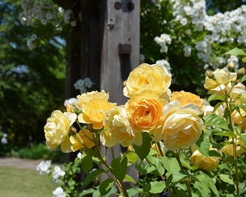 Numerous Yellow Rose Varieties