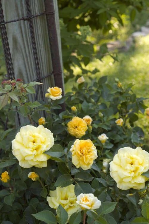 Different Yellow Rose Varieties 2