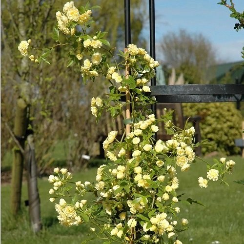 Numerous Yellow Rose Varieties3
