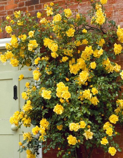 Yellow Rose Meaning | 22 Best Varieties of Yellow Roses