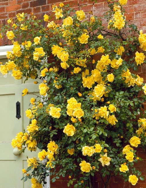 Numerous Yellow Rose Varieties1