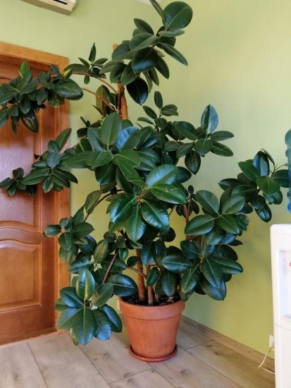 How To Grow A Big And Tall Rubber Tree In The Home