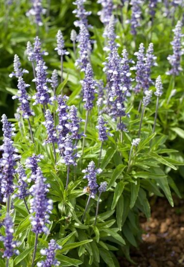 45 Best Types of Salvias | Popular Salvia Plants Varieties