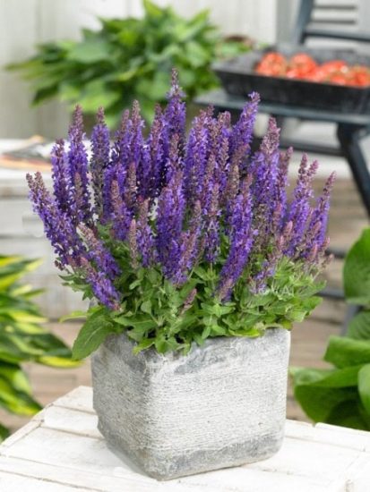 Everything About Growing Salvias In Pots | Salvia Plant Care