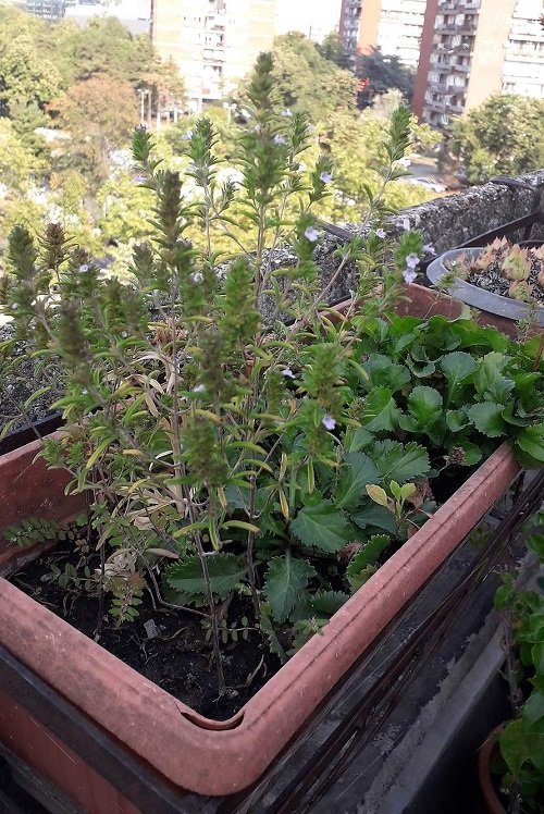 Best Window Box Herbs to Grow in window sill