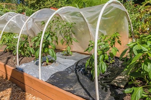 Tips to Grow Tastiest Bell Peppers 3
