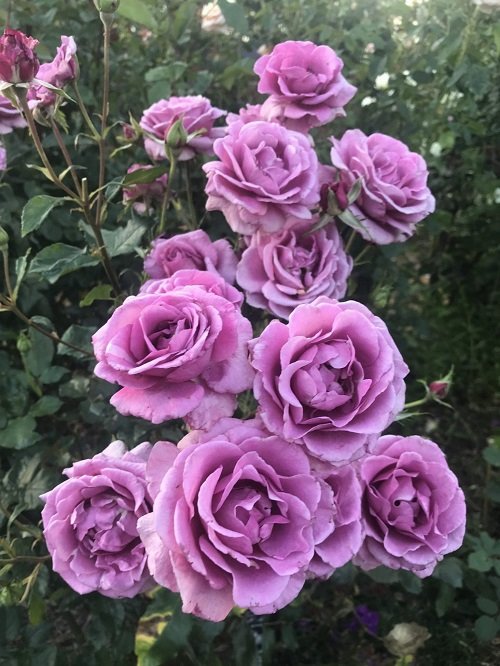 Blue Rose Varieties 9