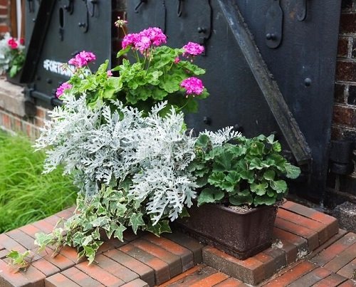 Best Foliage Plants for Window Boxes