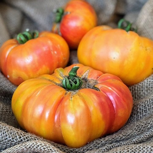 Tomatoes for Sandwiches
