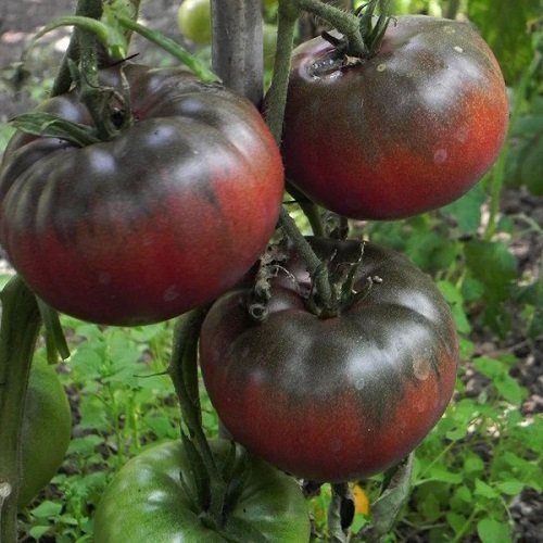 Top Best Tomatoes for Sandwiches