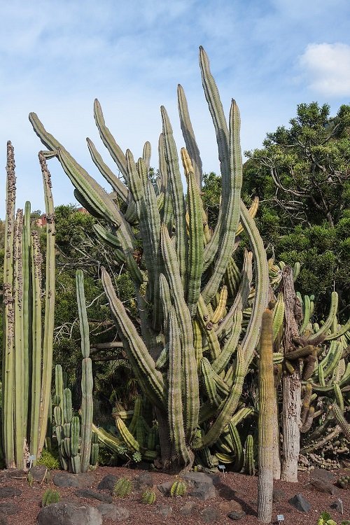 Types of Columnar Cactus Varieties 7