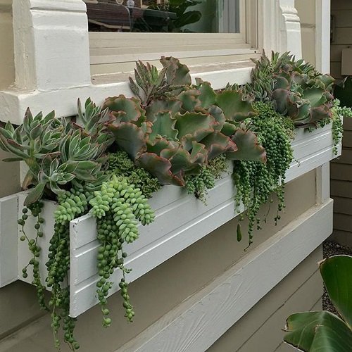 beautiful Best Succulents for Window Boxes