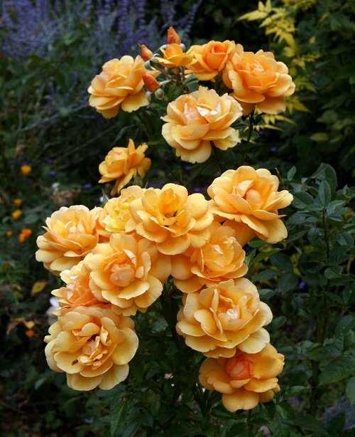 Different Yellow Rose Varieties1