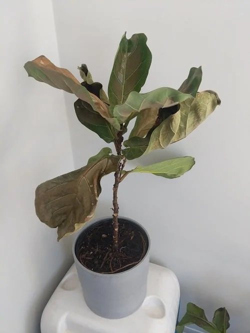 Indoor Plant Leaves Turning Black 9