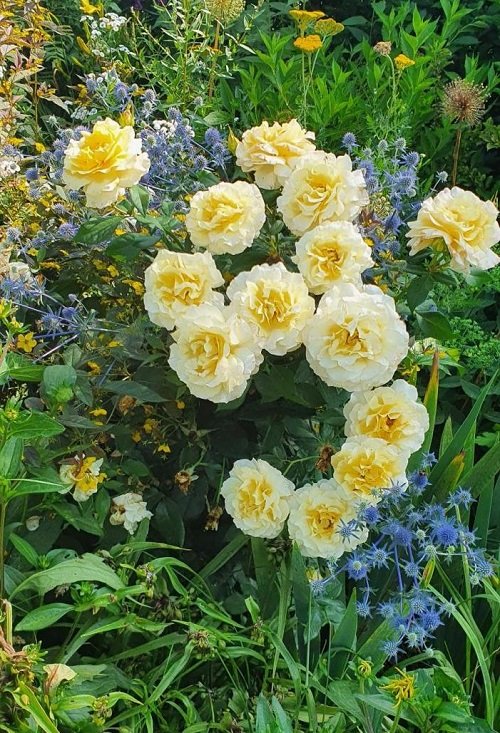 Different Types of Yellow Roses1