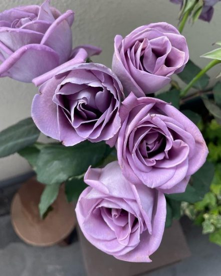 13 Best Blue Rose Varieties Blue Rose Meaning