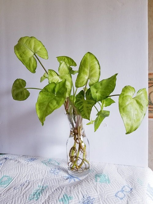 Indoor Plants that Grow Better in Water than Soil 5