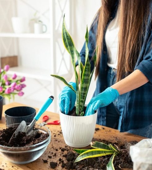 7 TOP Snake Plant Soil Recipes for Fantastic Growth