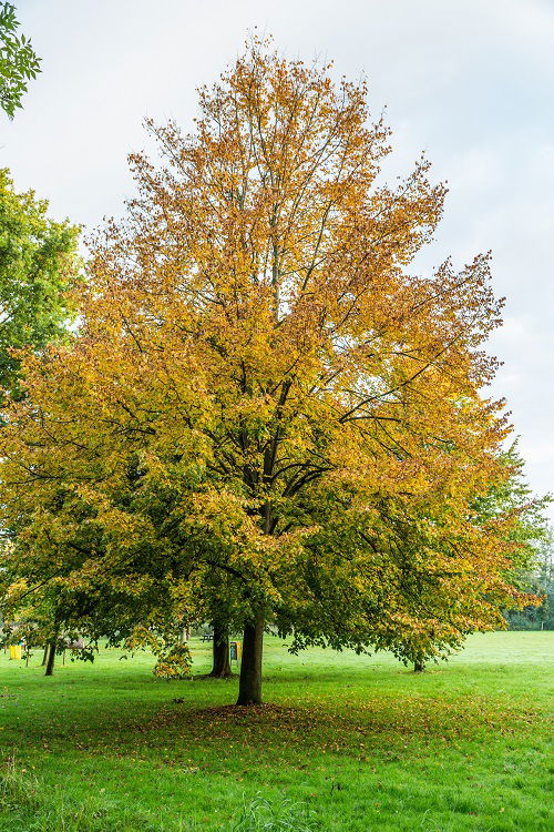 top  Best Trees to Reduce Pollution