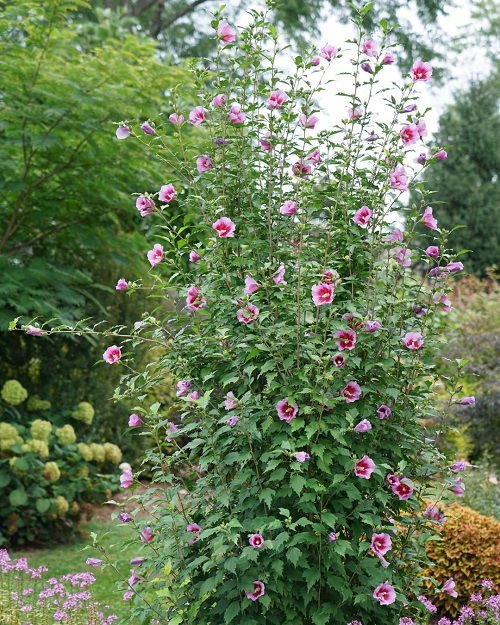 Informative Guide on Pruning Rose of Sharon