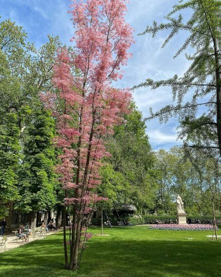 Toona Sinensis 'Flamingo' Tree Growing Information