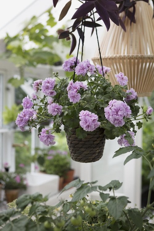 Trailing Flowers for Hanging Baskets 7