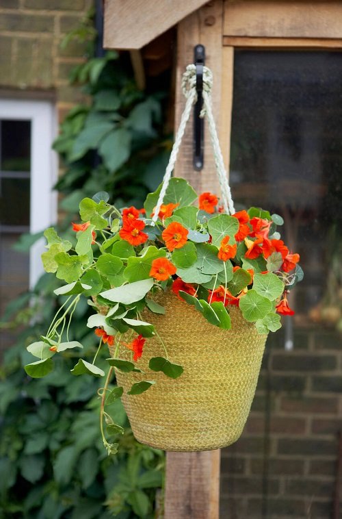 Trailing Flowers for Hanging Baskets 13