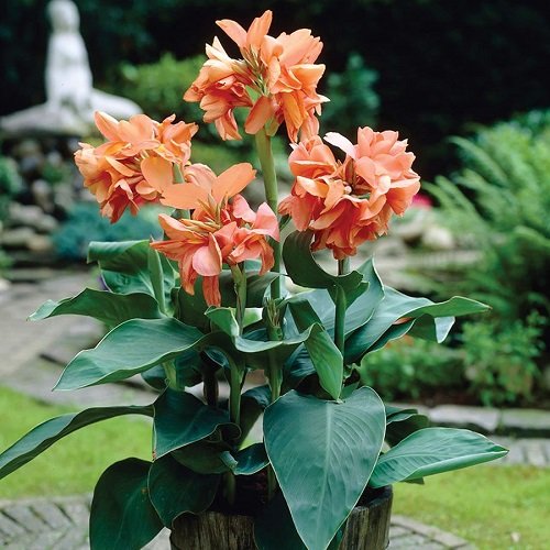 Tall Canna Lily Varieties 13
