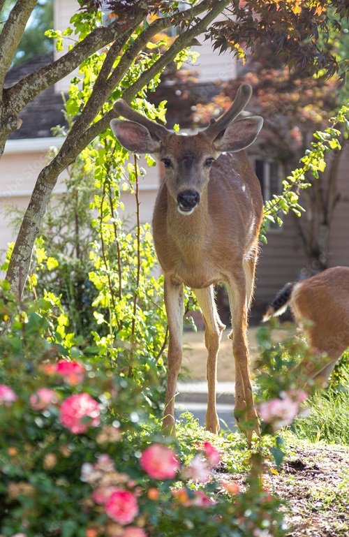 Keep Deer Out of Garden
