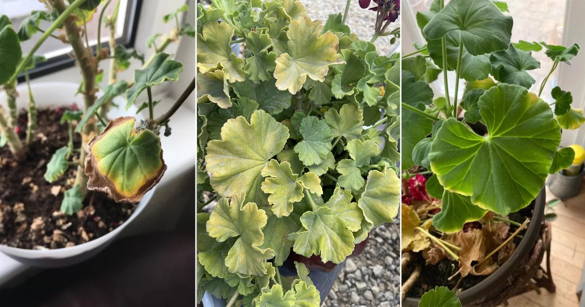 Why Do Geranium Leaves Turn Yellow ? 11 Reasons | Balcony Garden Web