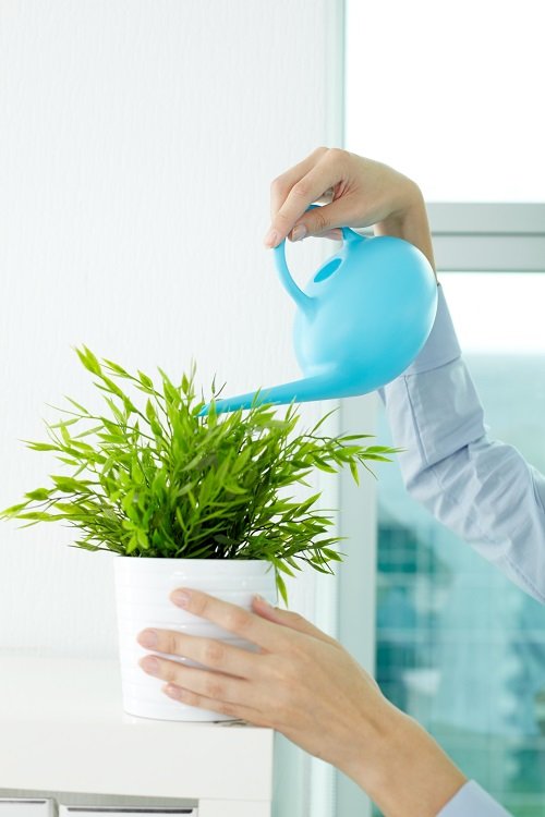 How to Flush Plants Without Overwatering
