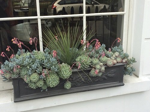 Best Succulents for Window Boxes near window