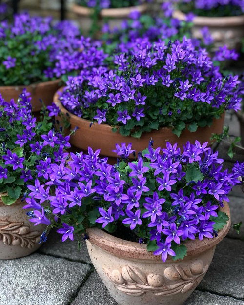 beautiful Flowers that Start with A in pot