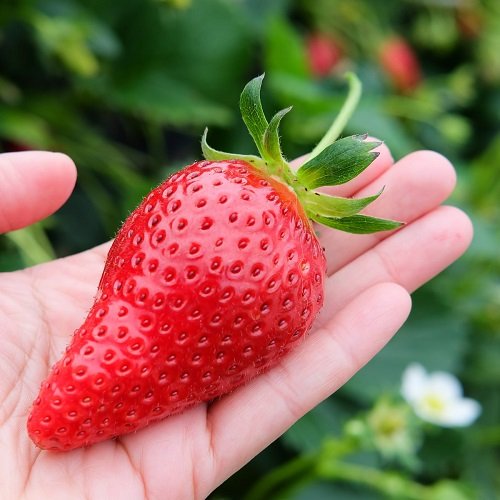 How to Grow Giant Strawberries 1