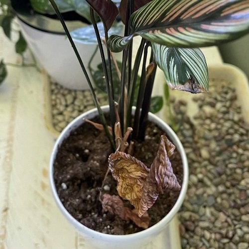 Indoor Plant Leaves Turning Black 5