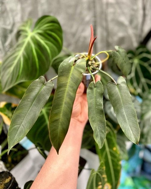 Philodendron Atabapoense 10