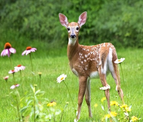 48 Best Deer Resistant Perennials 5