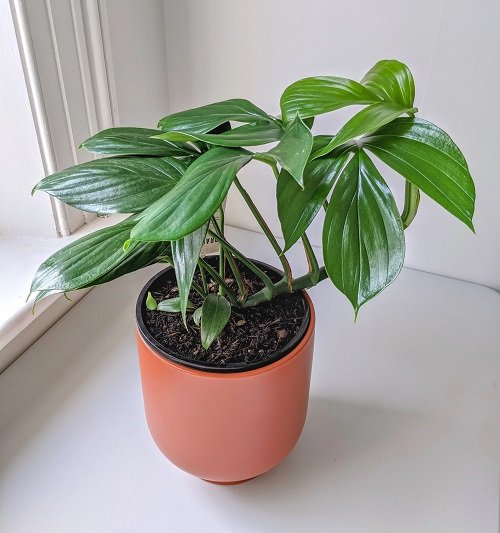 Dragon Tail Philodendron Plant Information