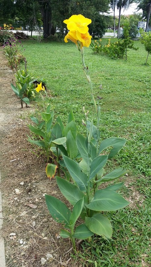Tall Canna Lily Varieties 3