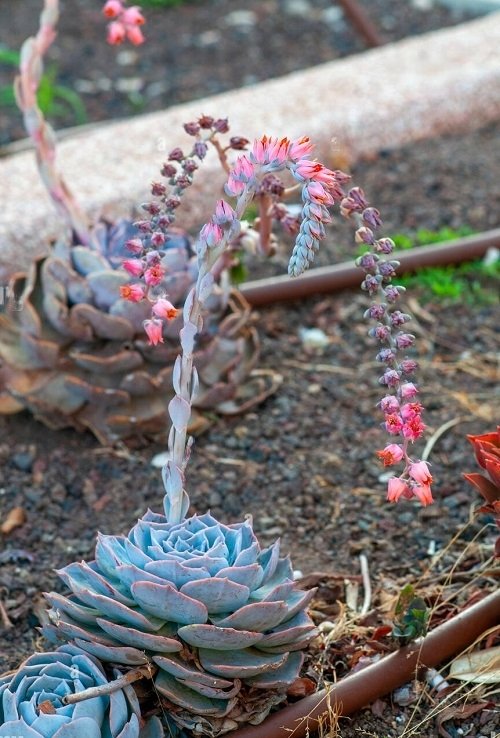 Succulents With Pink Flowers 17
