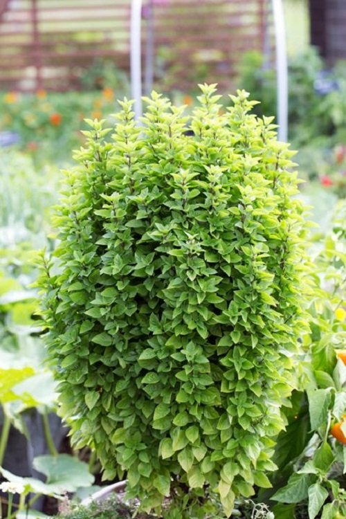 How to Grow Big Basil Plant Like a Shrub 3
