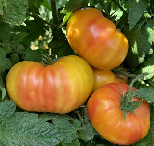 Best Tomatoes for Sandwiches 