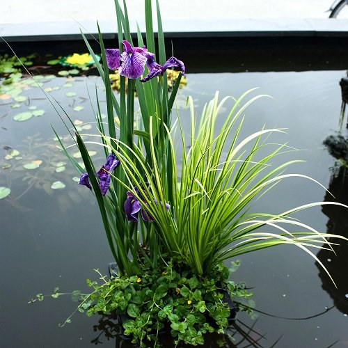 Purple Plants You Can Grow in Water 12