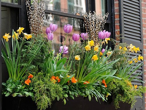 Plants for Window Boxes 9