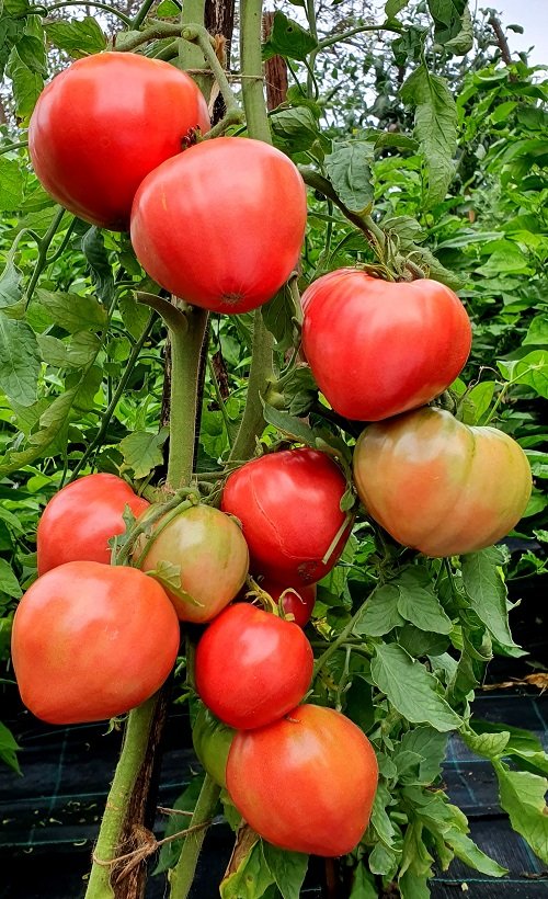 Tomatoes For Sandwiches 30
