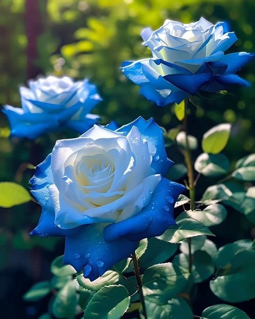 Blue Rose Varieties