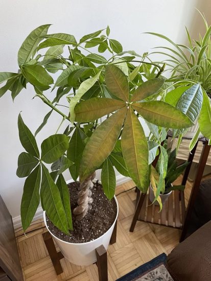 Money Tree Leaves Turning Yellow | 10 Reasons and Solutions