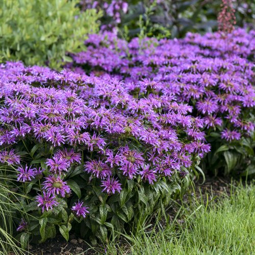 top best Purple Perennial Flowers