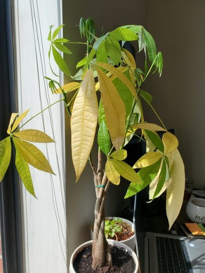 Money Tree Leaves Turning Yellow | 10 Reasons and Solutions