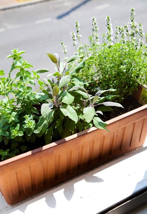 oregano plant Window Box Herbs to Grow